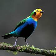 Multicolored Tanager