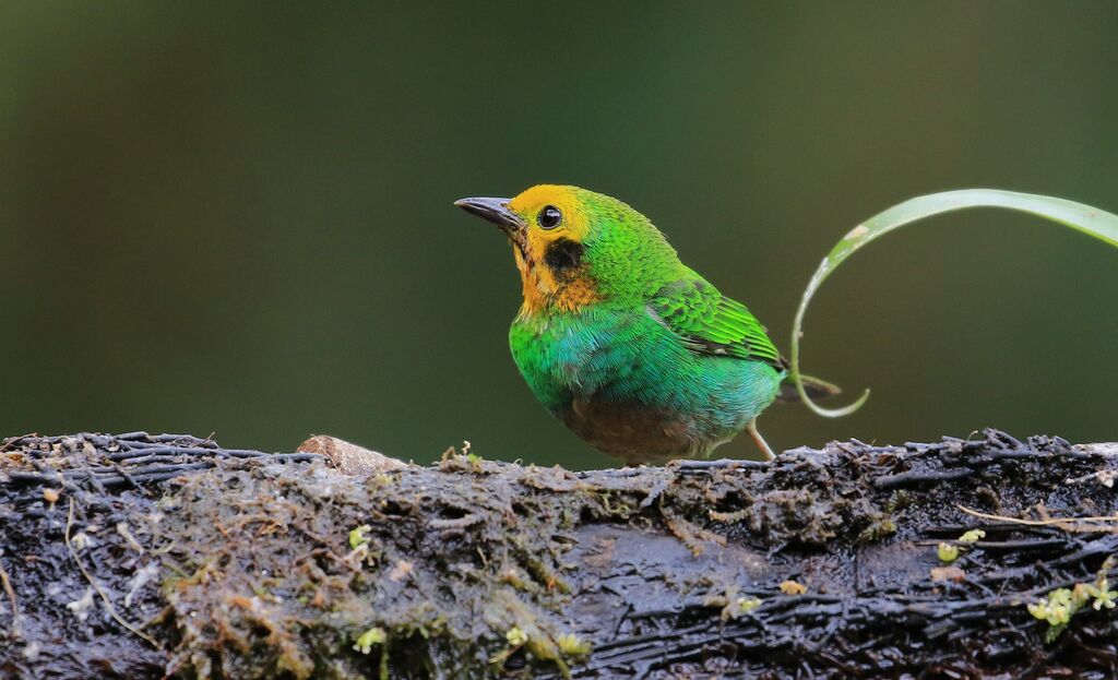 Multicolored Tanager female