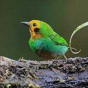 Multicolored Tanager