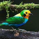 Calliste multicolore