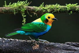 Multicolored Tanager