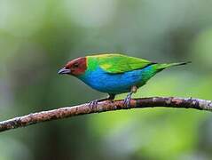 Bay-headed Tanager