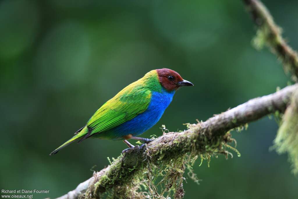 Bay-headed Tanageradult, identification