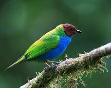 Bay-headed Tanager