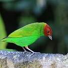 Calliste rouverdin