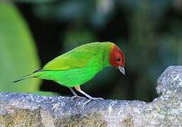 Bay-headed Tanager