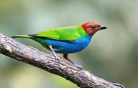 Bay-headed Tanager