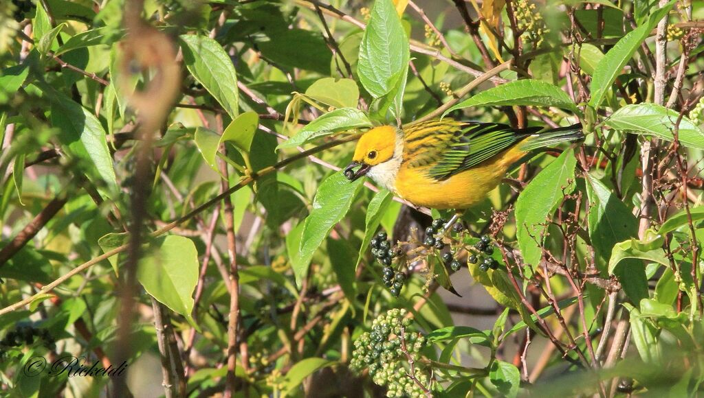 Silver-throated Tanager