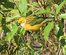 Silver-throated Tanager