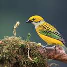 Calliste safran