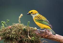 Silver-throated Tanager