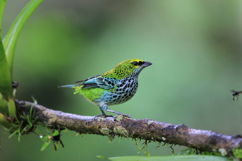 Speckled Tanager