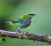 Speckled Tanager