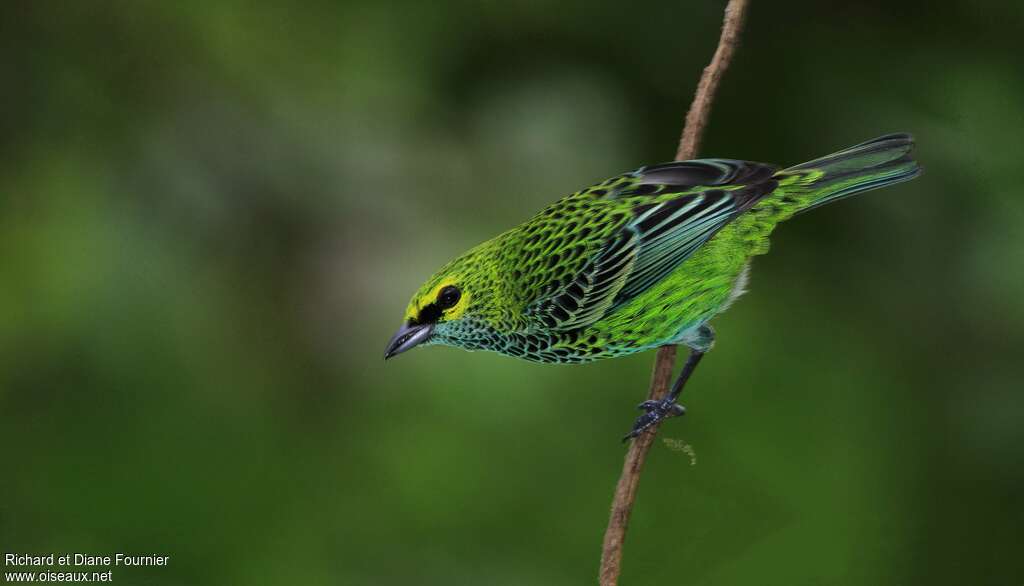 Speckled Tanager, identification