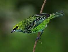 Speckled Tanager