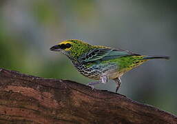 Speckled Tanager