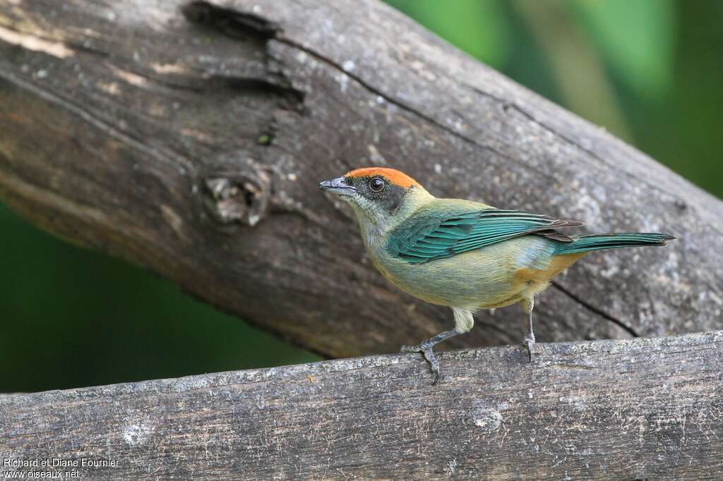 Calliste vitriolin femelle adulte, identification