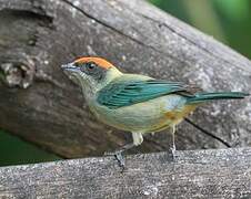 Scrub Tanager