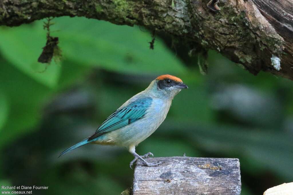 Calliste vitriolin mâle adulte, identification