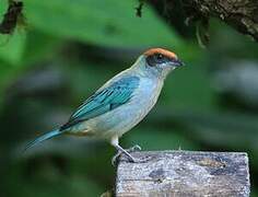 Scrub Tanager