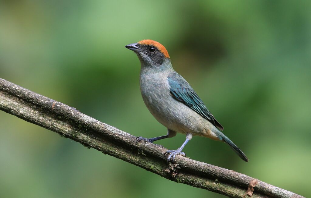 Scrub Tanager