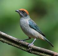 Scrub Tanager