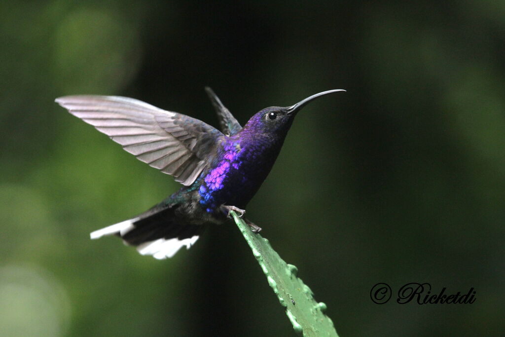 Campyloptère violet