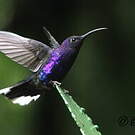 Campyloptère violet