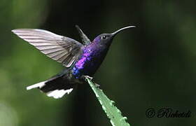 Violet Sabrewing