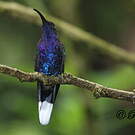 Campyloptère violet