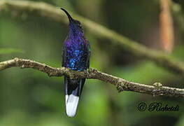 Campyloptère violet