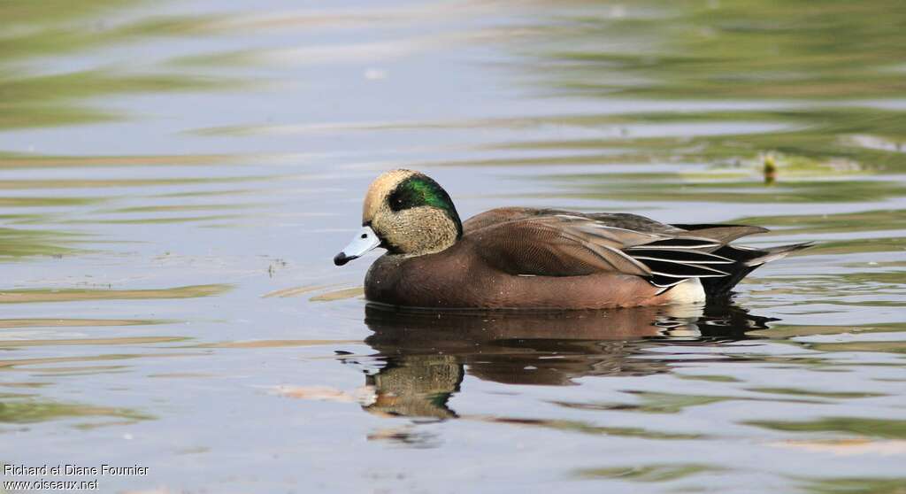 Canard à front blanc mâle adulte nuptial, identification