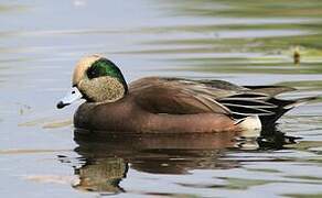 American Wigeon