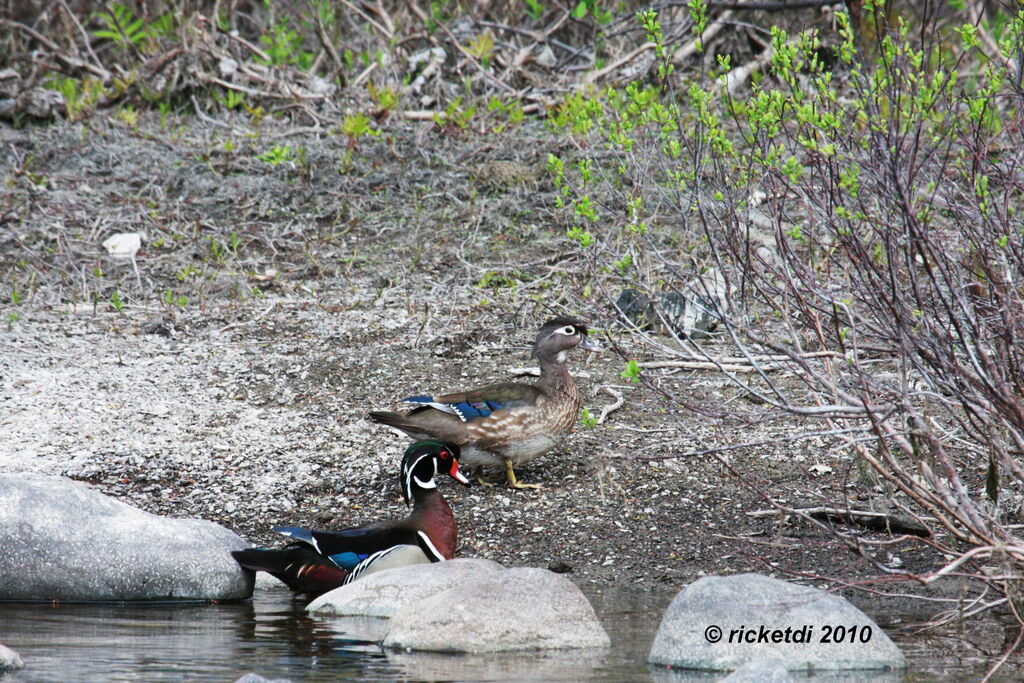 Canard carolin