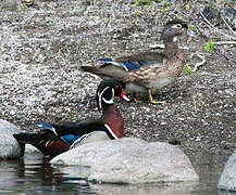 Canard carolin