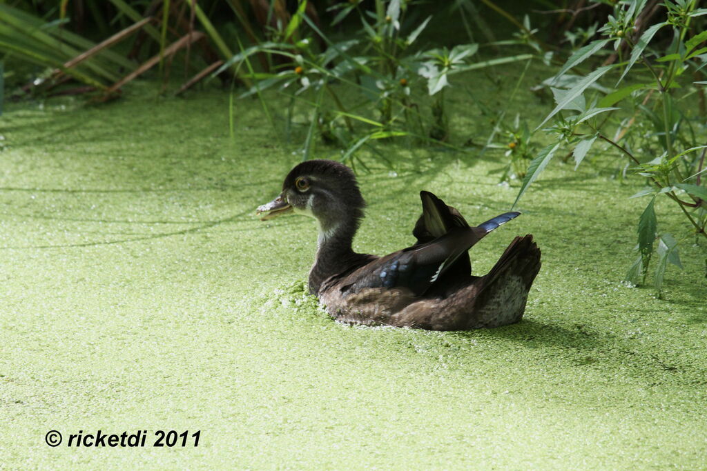 Wood Duckjuvenile