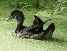 Canard carolin