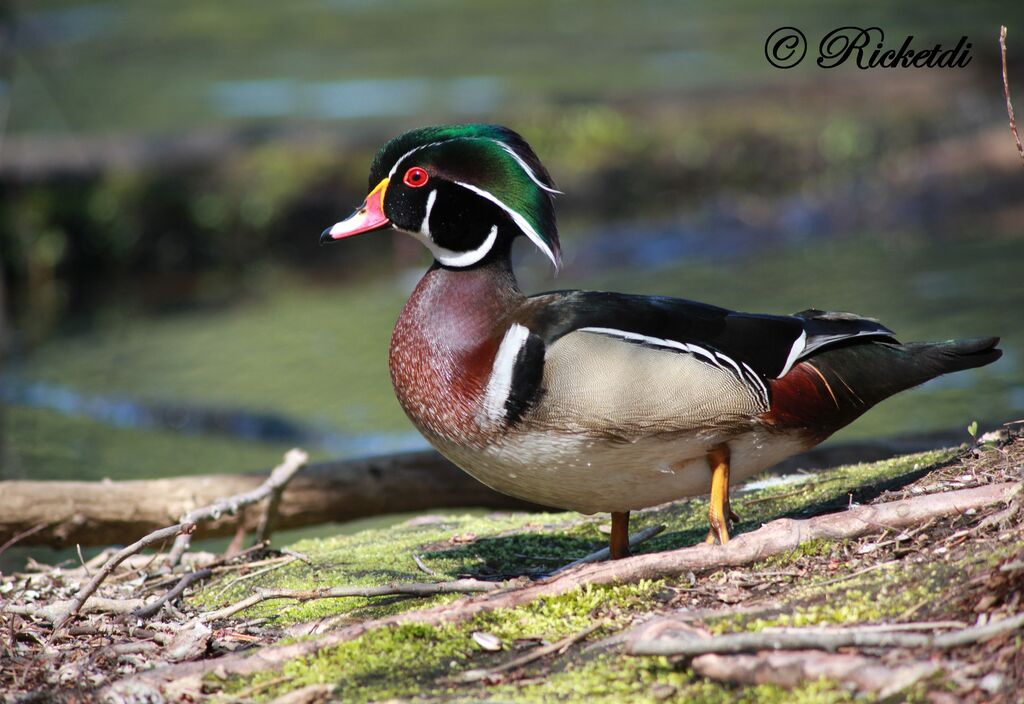 Canard carolin mâle