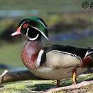 Canard carolin