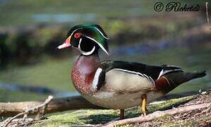 Canard carolin