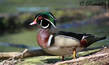 Canard carolin