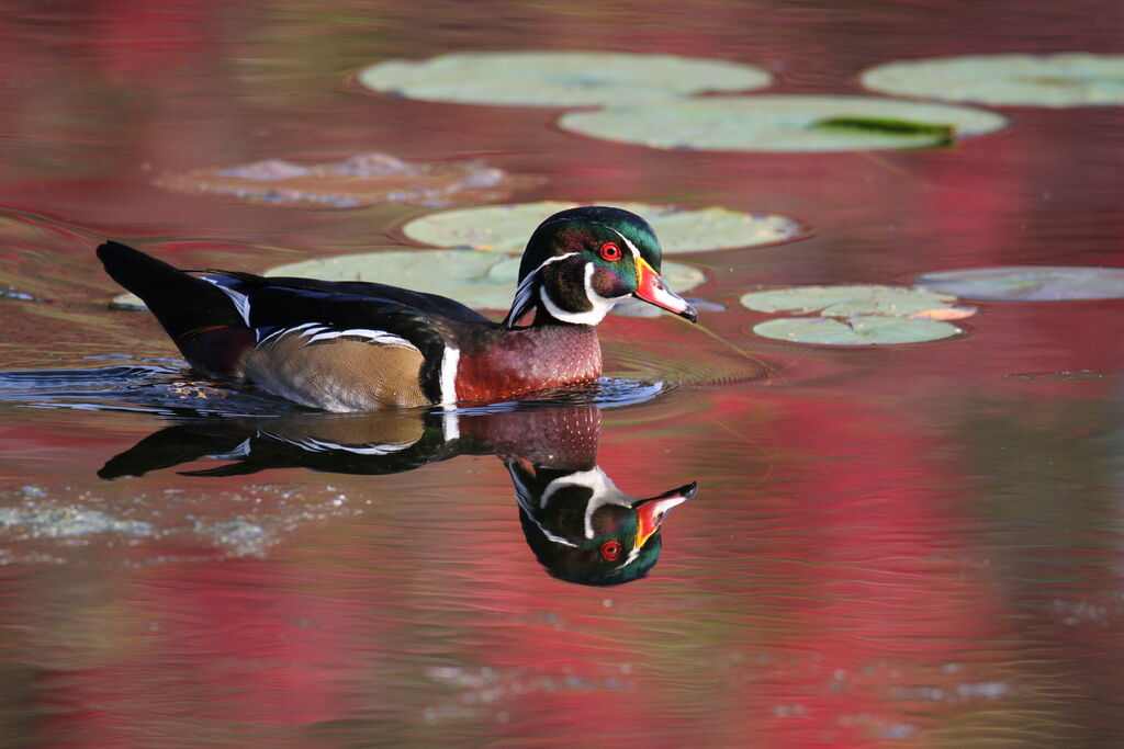 Canard carolin mâle