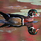 Canard carolin