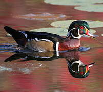 Wood Duck