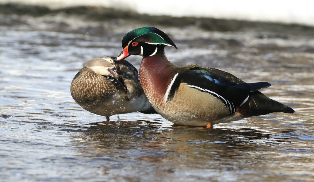 Canard carolinadulte