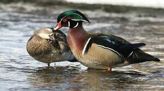 Wood Duck