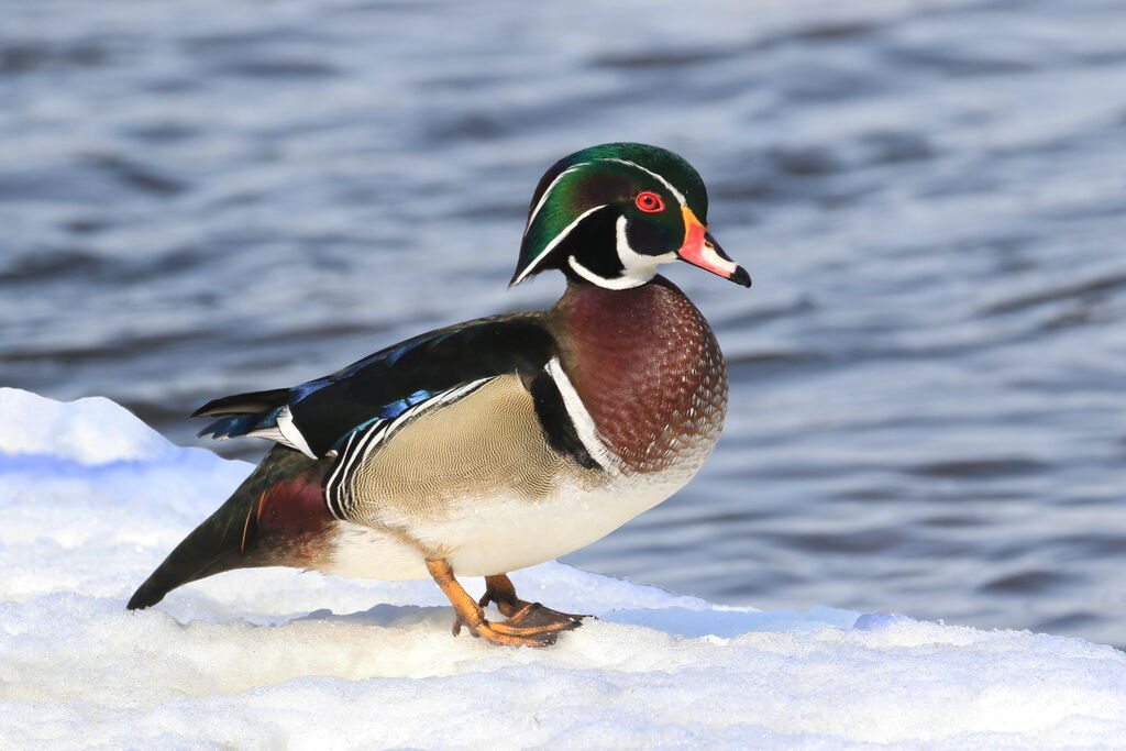 Wood Duck male