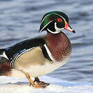 Canard carolin