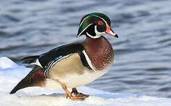 Canard carolin