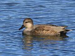 Gadwall